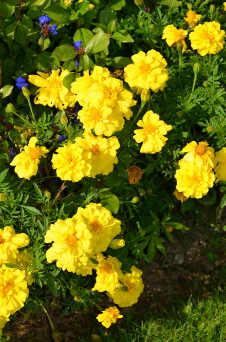 Tagetes x 'Zenith jaune citron'